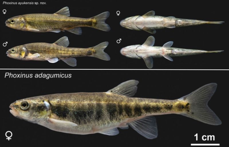Российские биологи обнаружили новый вид рыбы гольяна