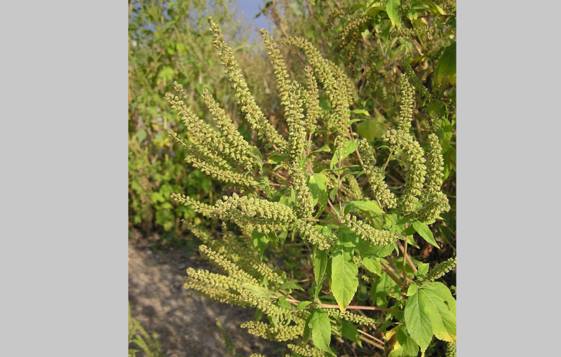 Кировчан предупредили об опасности, которую таит сорняк амброзия