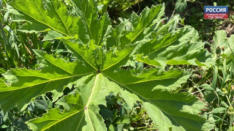 В Кировской области 118 муниципалитетов борются с борщевиком