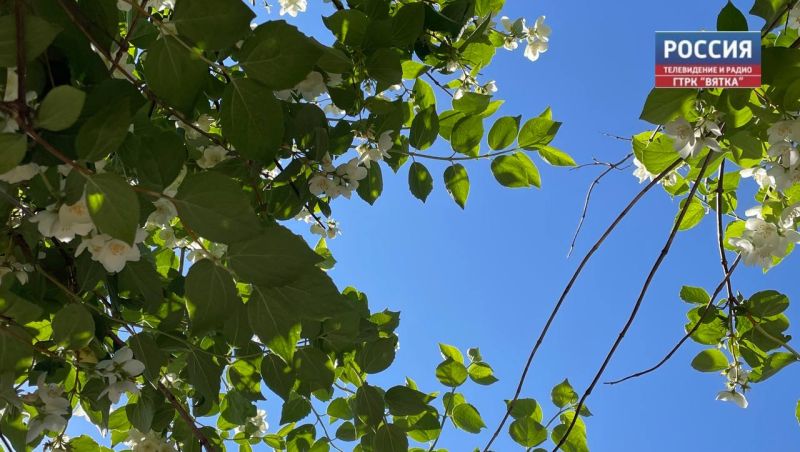 В понедельник в Кирове обещают до  26