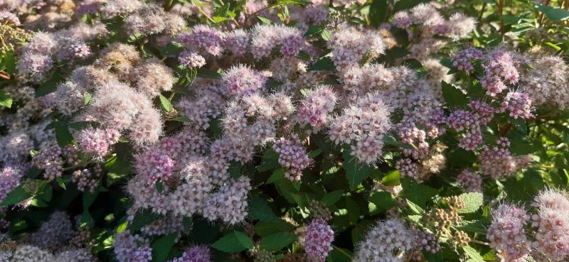 В среду в Кировской области утром ожидается гроза и туман, днем - дождь