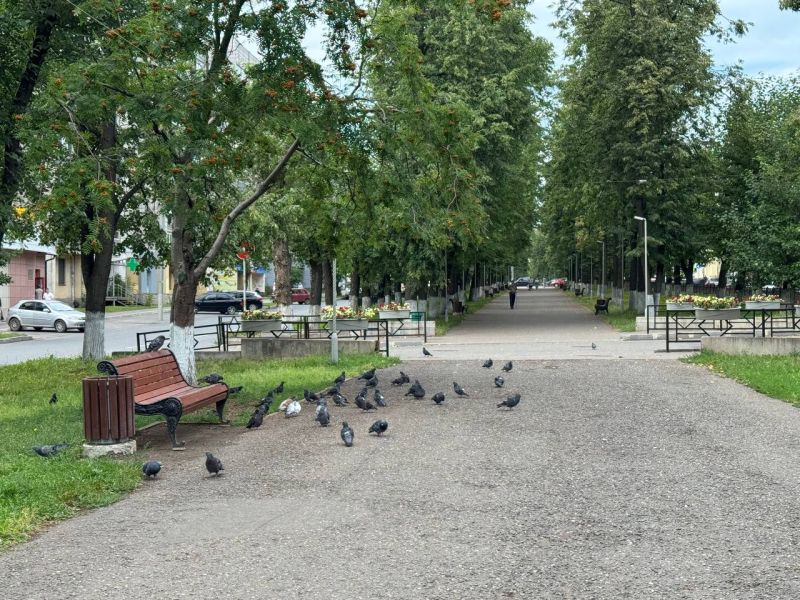 В среду в Кировской области прогнозируют ветер с порывами до 14 м/с