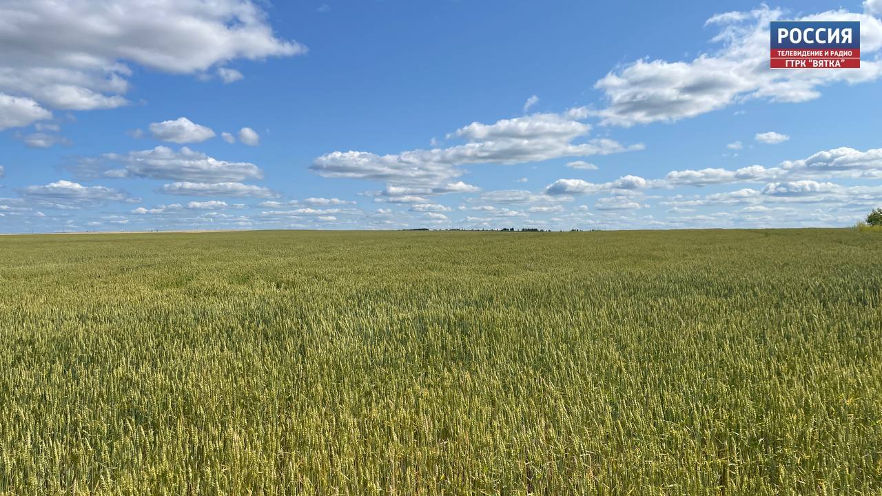 В Кировской области в субботу прогнозируют до  31 °C и без осадков