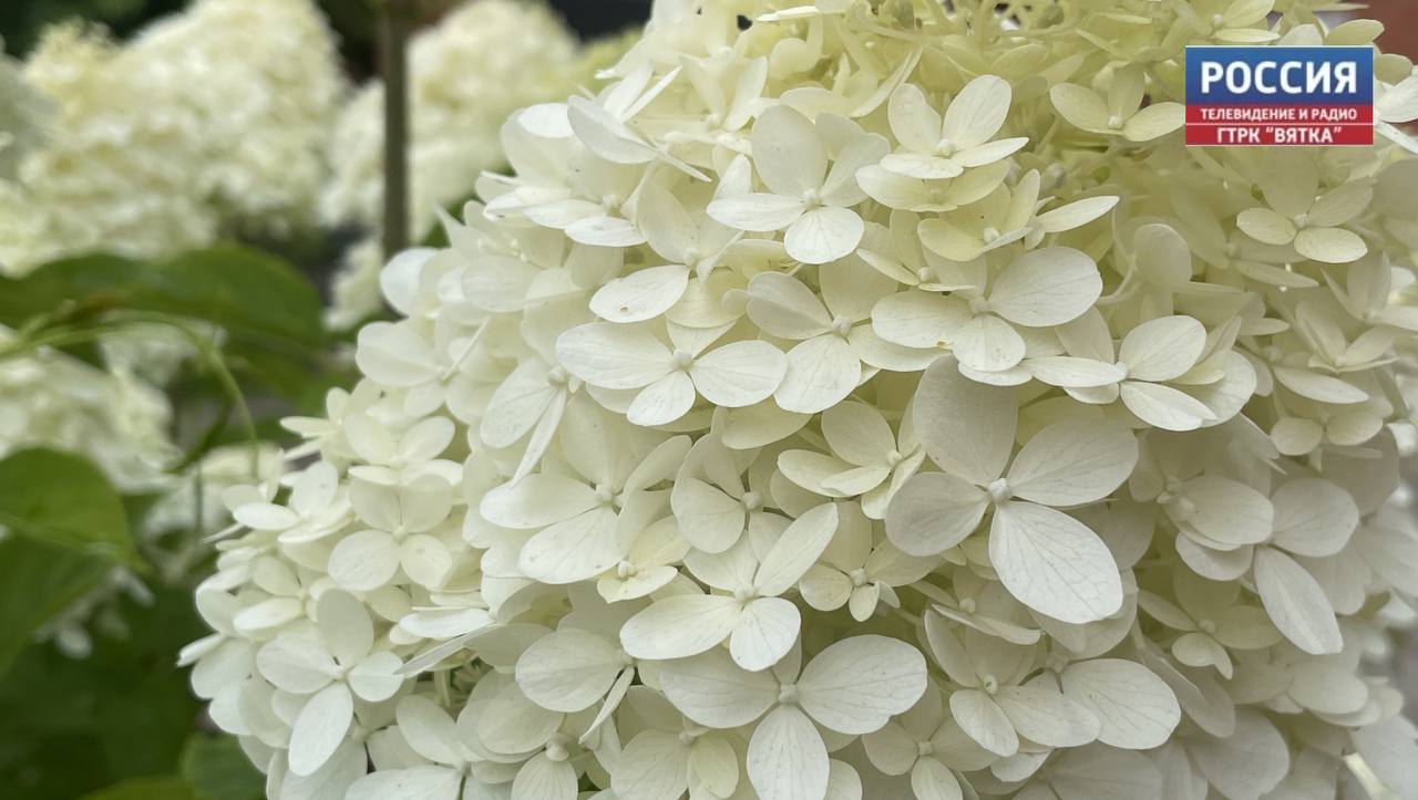 В среду в Кировской области обещают кратковременный дождь и грозу