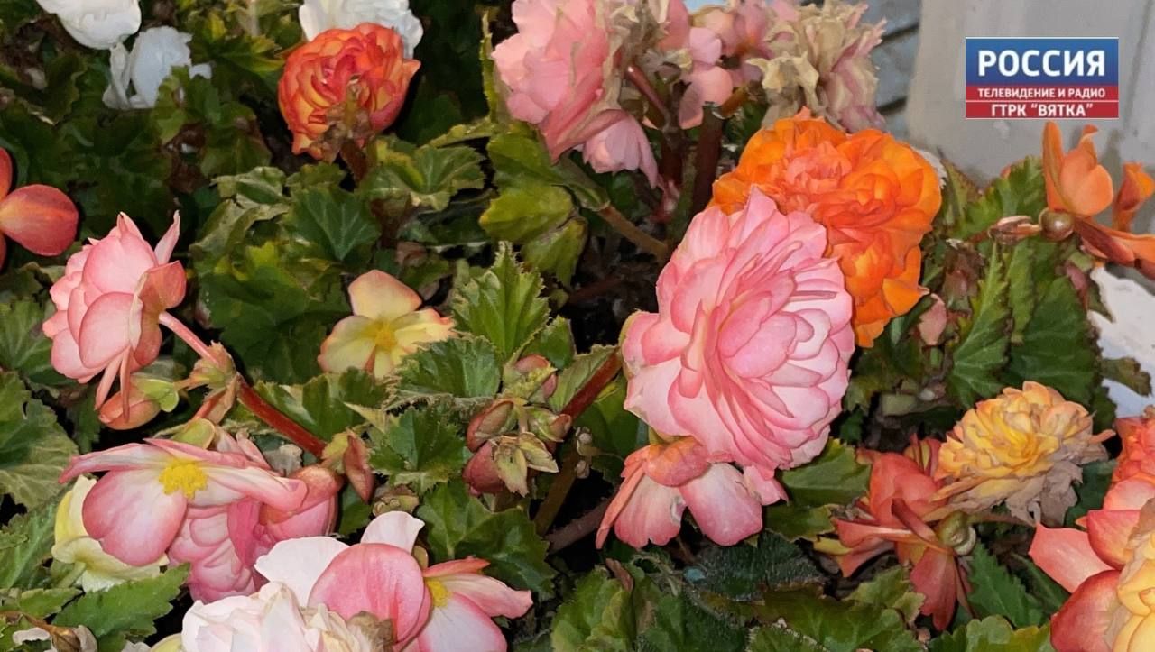 В понедельник в Кирове обещают до  23 и дождь