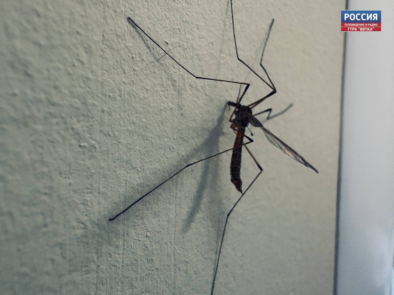 Федеральный Роспотребнадзор сообщил о рисках завоза смертельной лихорадки чикунгунья
