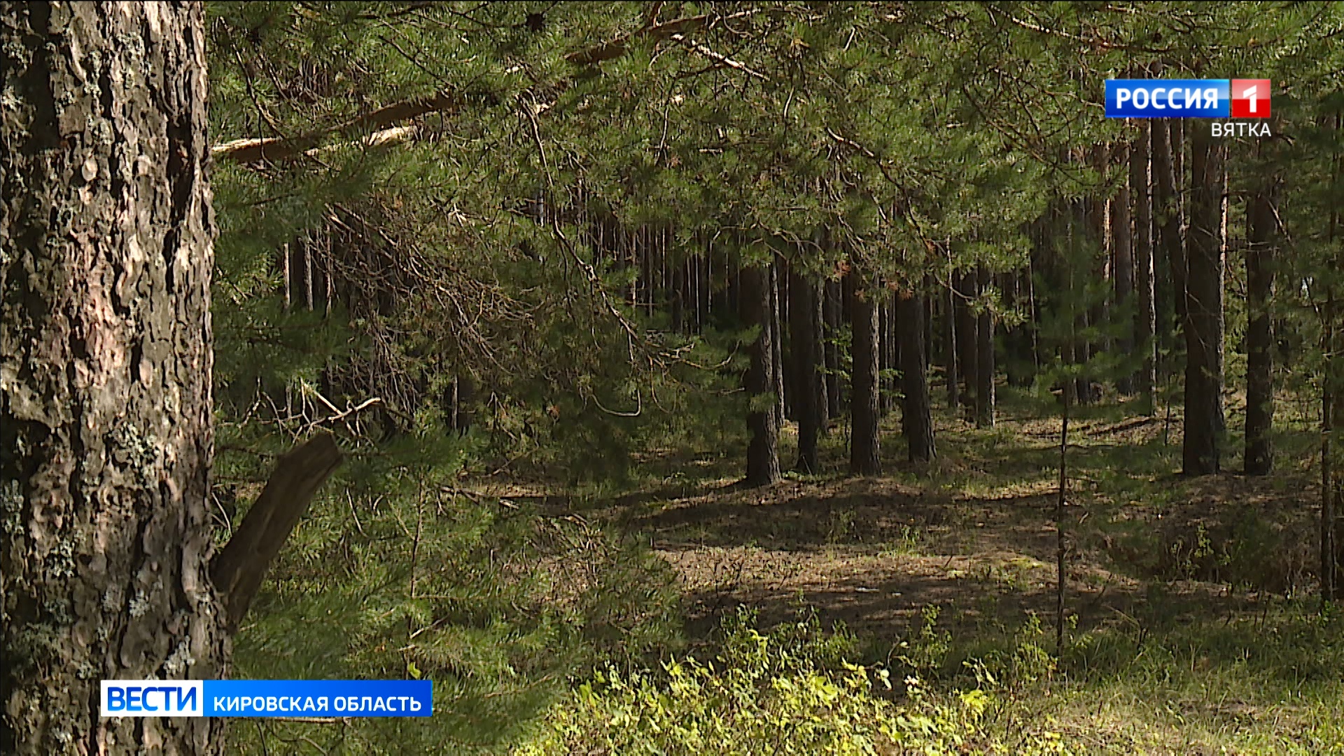 В лесах заметили редких для Кировской области пятнистого оленя и сибирскую косулю