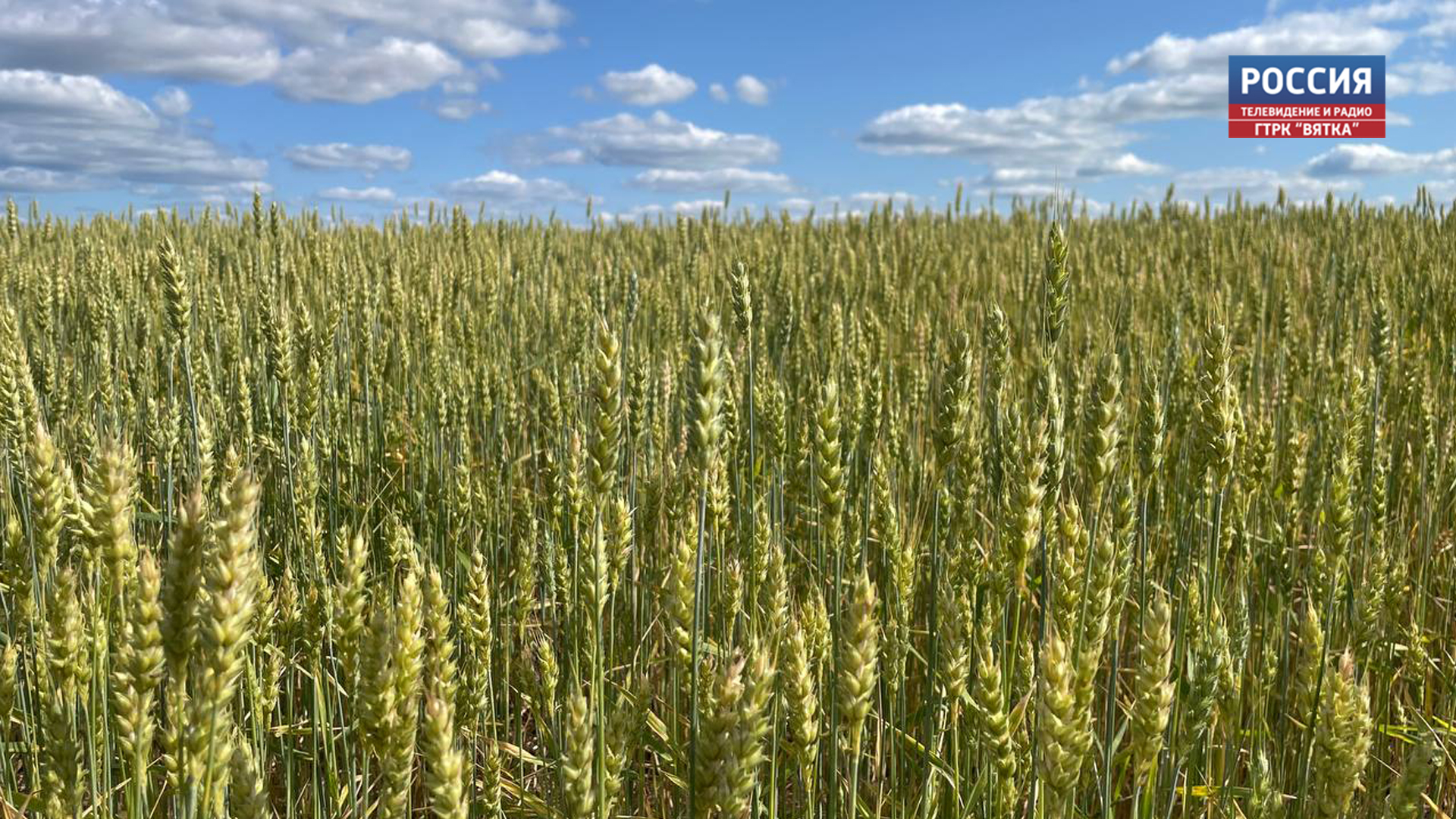 В четверг в Кировской области обещают до  19 градусов