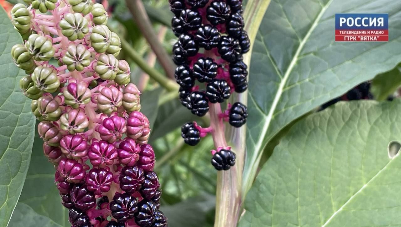 В понедельник в Кирове будет до  21