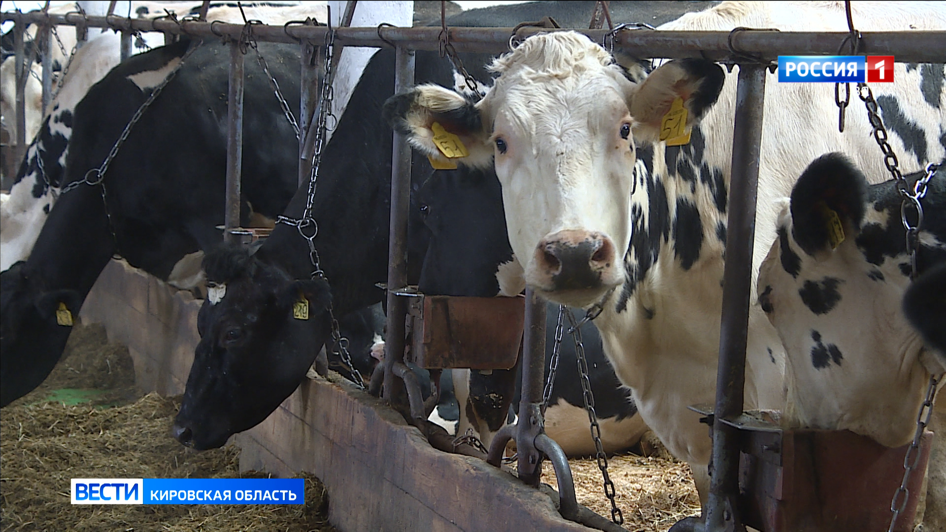 Хозяйства Кировской области наращивают производство молока