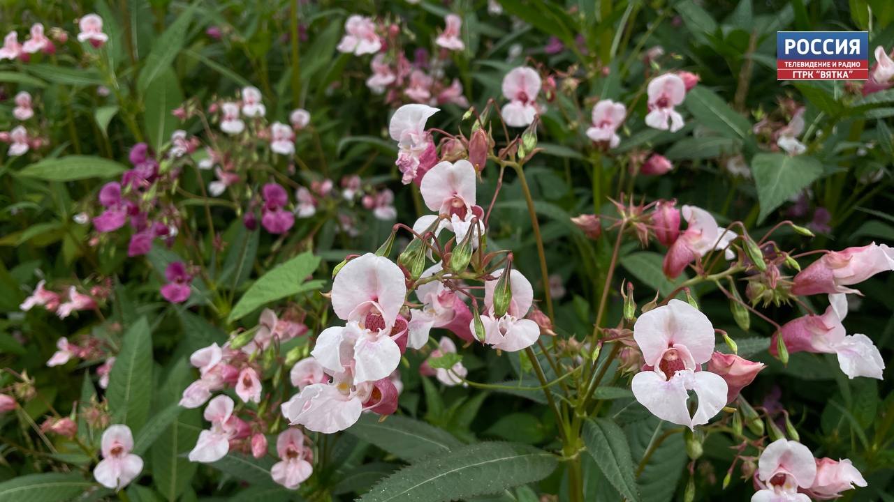 В воскресенье в Кирове без осадков, в районах - кратковременный дождь