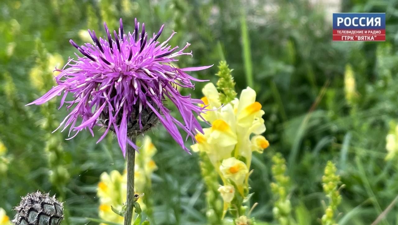 Во вторник в Кировской области обещают дождь и до  24