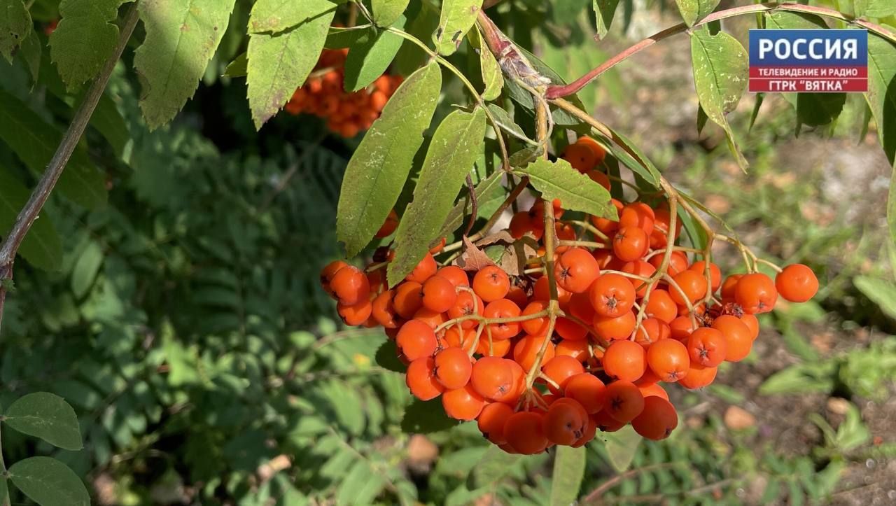 В сквере на Северной набережной высадили деревья