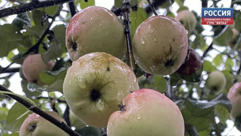 В понедельник в Кирове похолодает до  17