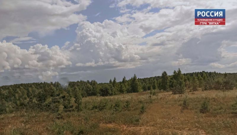 Более 2,8 тыс. гектаров леса посадили в Кировской области