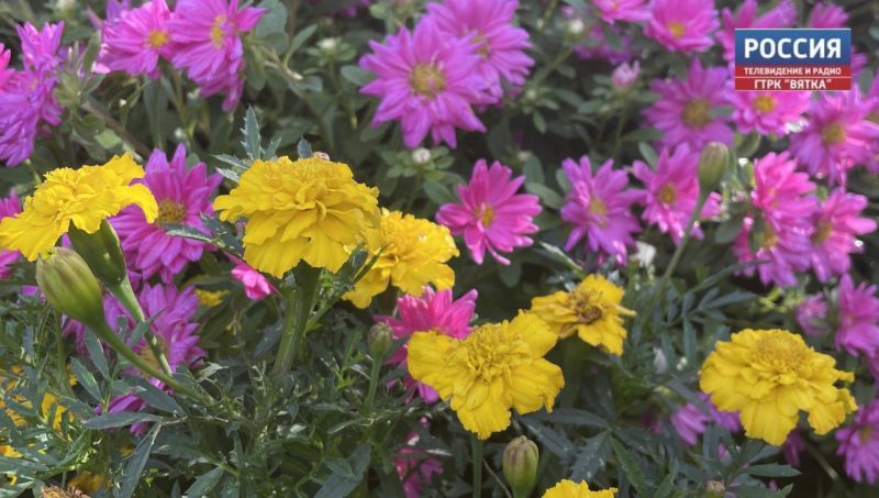 В Кирове 1 сентября проведут акцию «Дети вместо цветов»