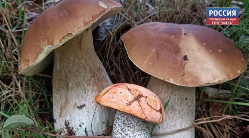 Минэкологии напомнили правила безопасности на «тихой» охоте