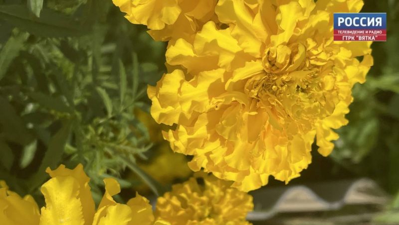 Во вторник в Кирове обещают облачную погоду и до  21