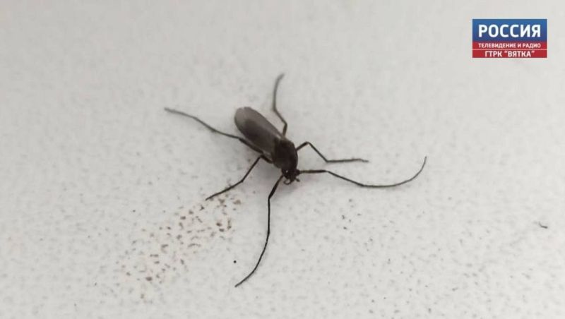 В России ученые создали тест на выявление 4 видов возбудителя малярии