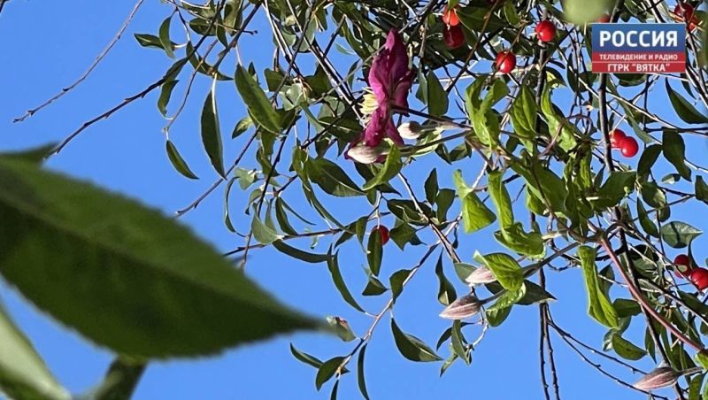 В субботу в Кирове обещают до  22