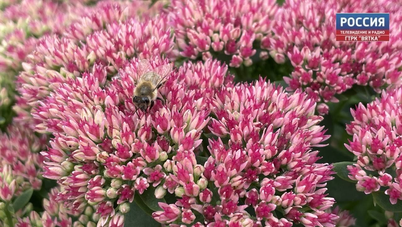 В субботу в Кировской области обещают небольшой дождь