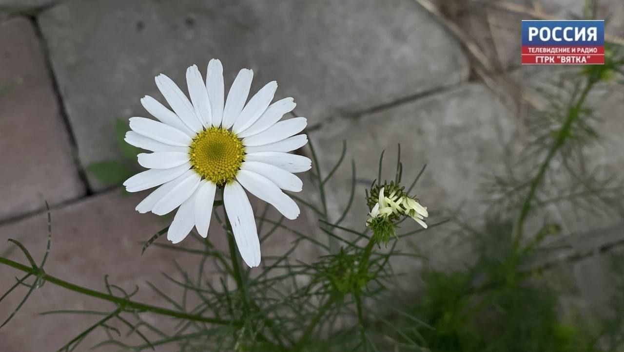 В понедельник в Кирове обещают погоду без осадков