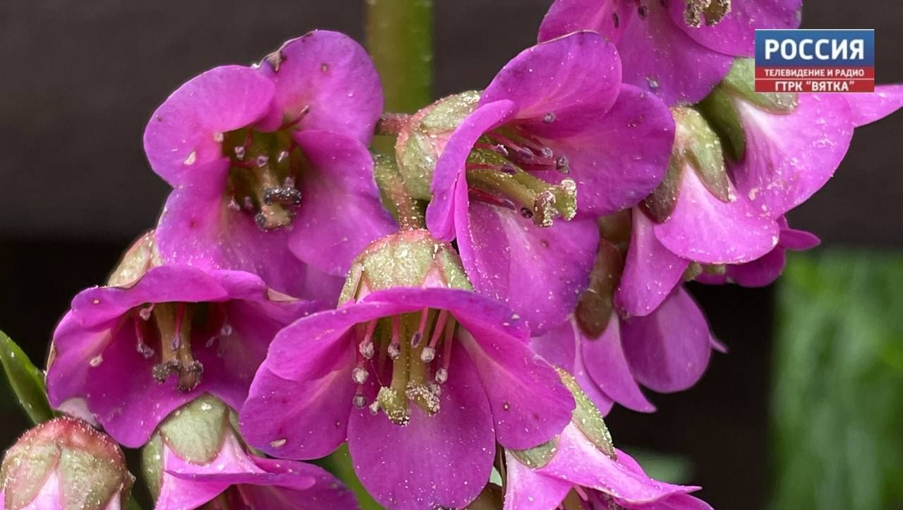 В понедельник в Кирове обещают до  20