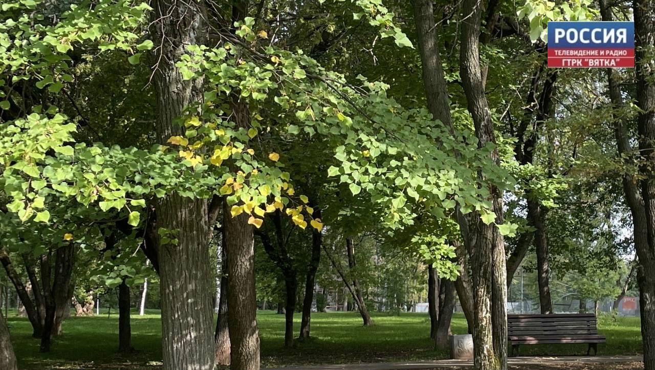 В Кирове привели на стадионе «Локомотив» вырубили 12 деревьев