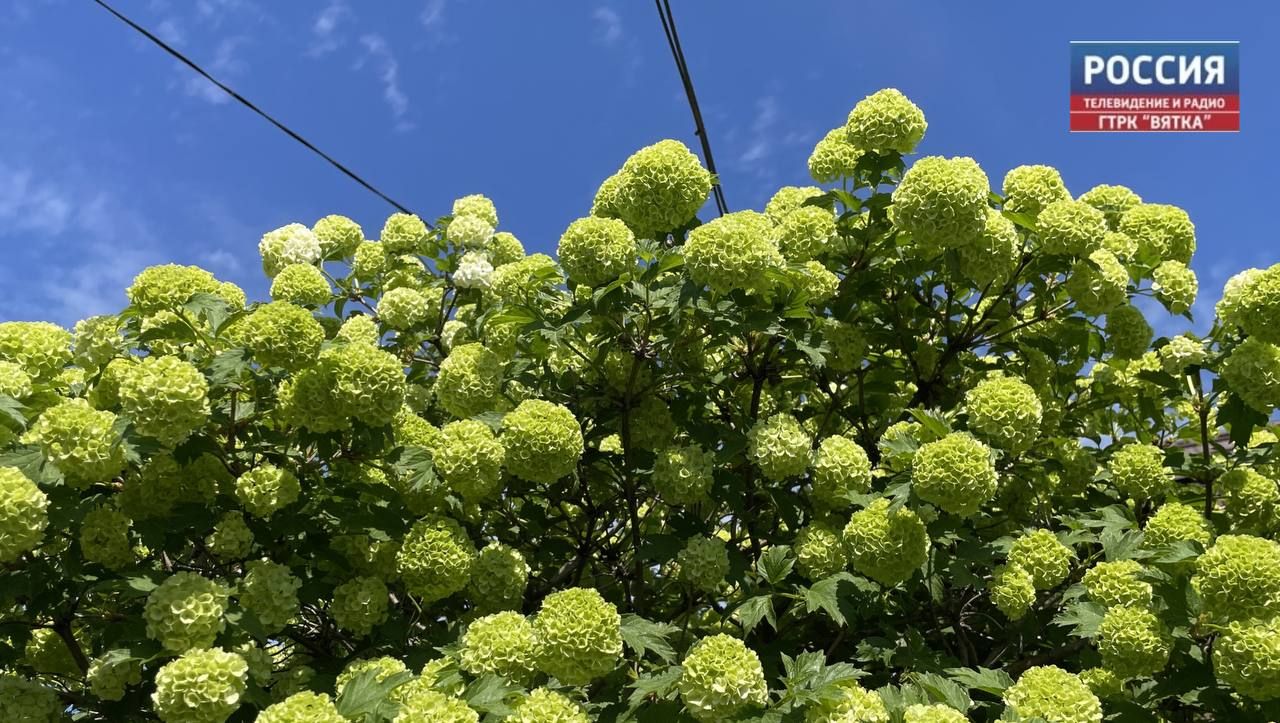 Во вторник, 2 августа, в Кирове обещают  18