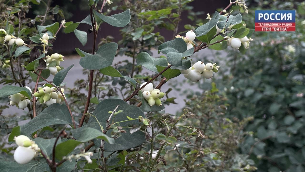 В среду в Кировской области местами ожидается небольшой дождь