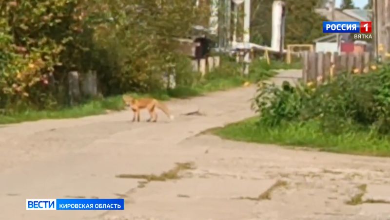 Жители деревни Малая Субботиха обеспокоены частым появлением лисиц