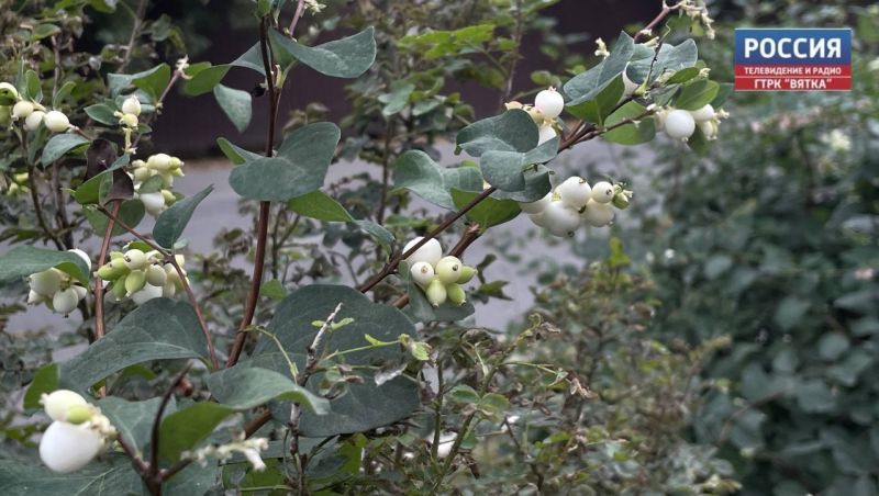 Во вторник в Кирове будет облачно и до  19