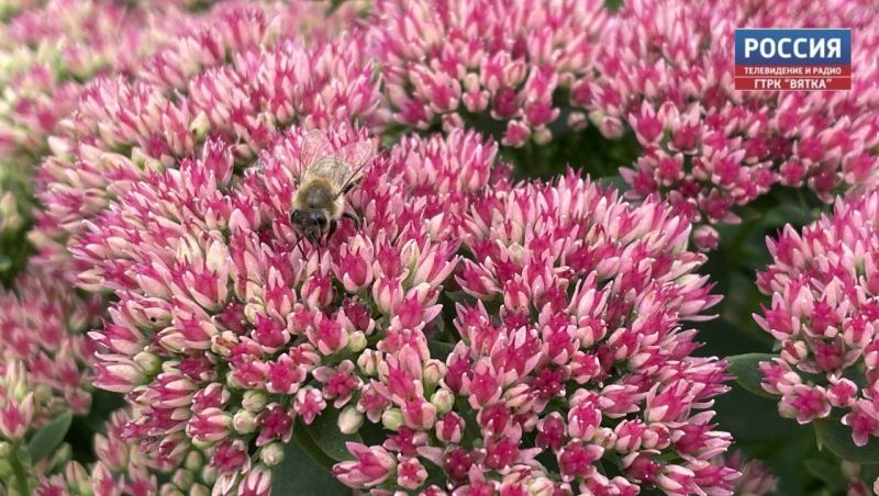 В субботу в Кировской области обещают небольшой дождь