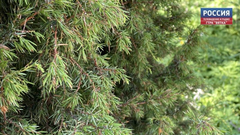 В субботу в Кирове обещают дождь и до  8