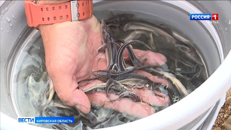 Уже более 80 тысяч мальков стерляди выпустили в реки Кировской области