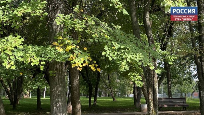 В Кирове привели на стадионе «Локомотив» вырубили 12 деревьев