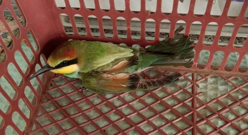 В «Большом гнезде» спасают краснокнижную птицу