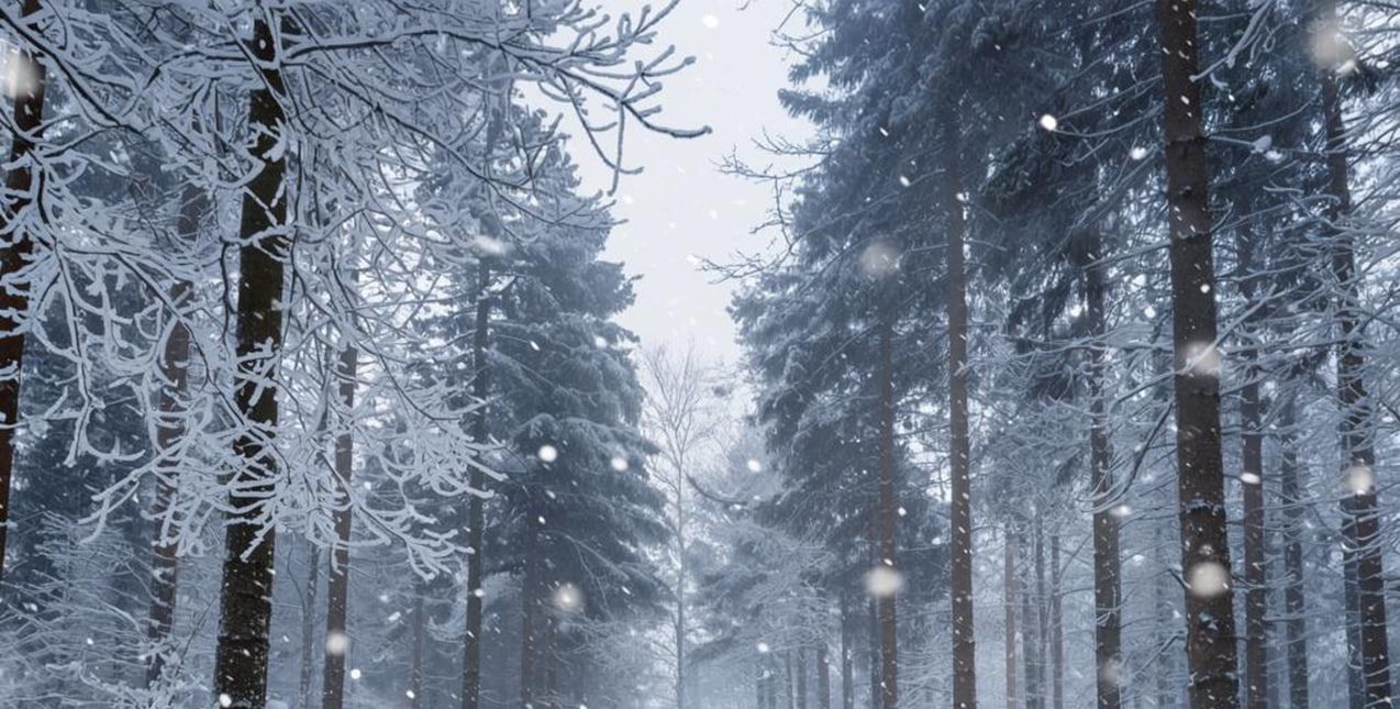 В Кировской области выпал первый снег