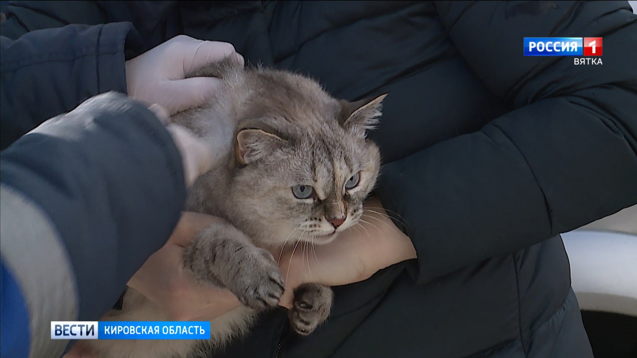 В Октябрьском районе Кирова домашних животных привьют от бешенства