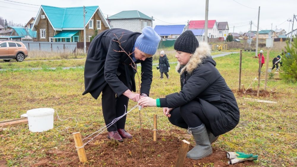 В парке имени Алексея Логинова поселка Дороничи высадили липы и рябины