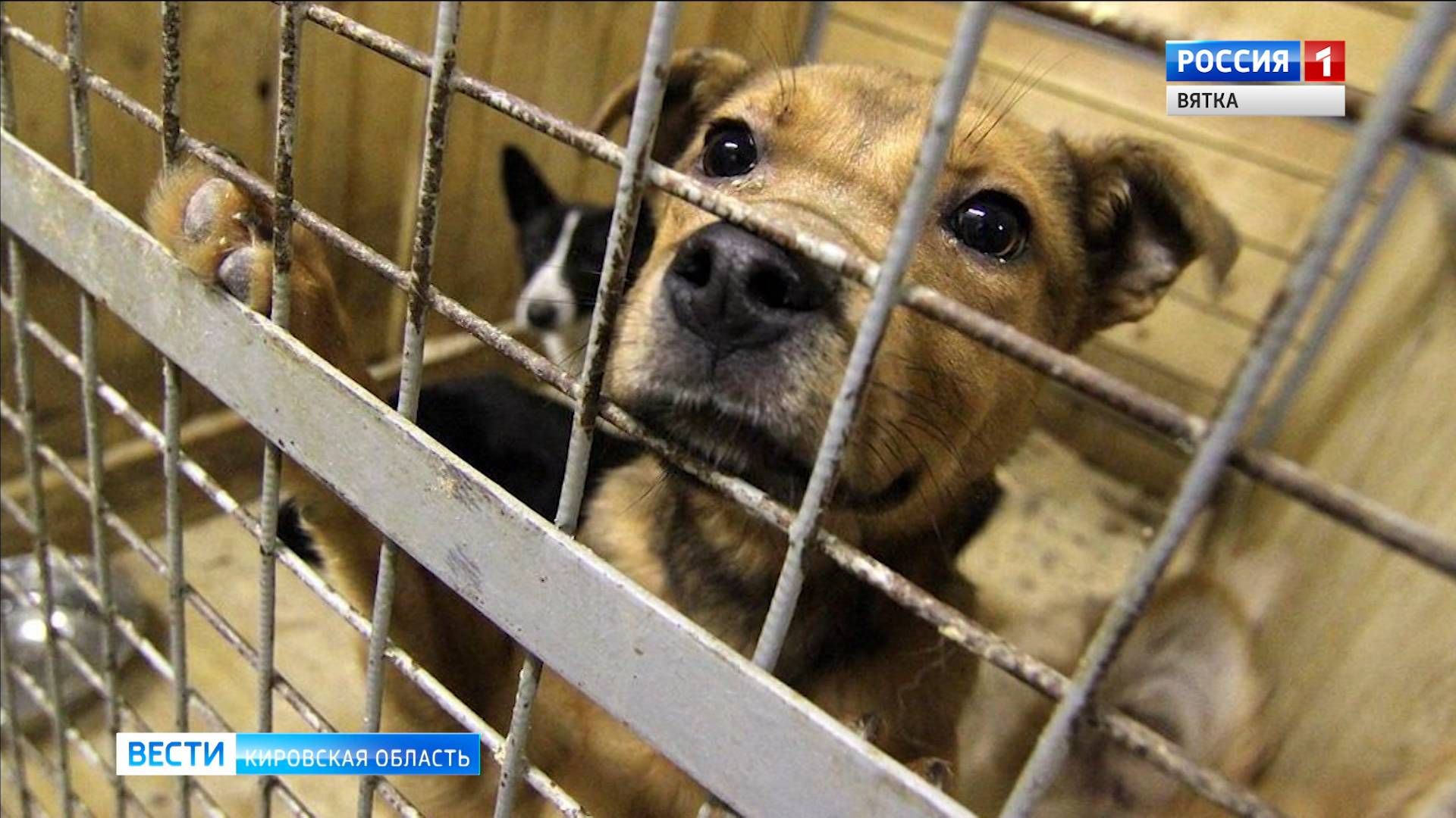 Жители Кирова могут помочь животным