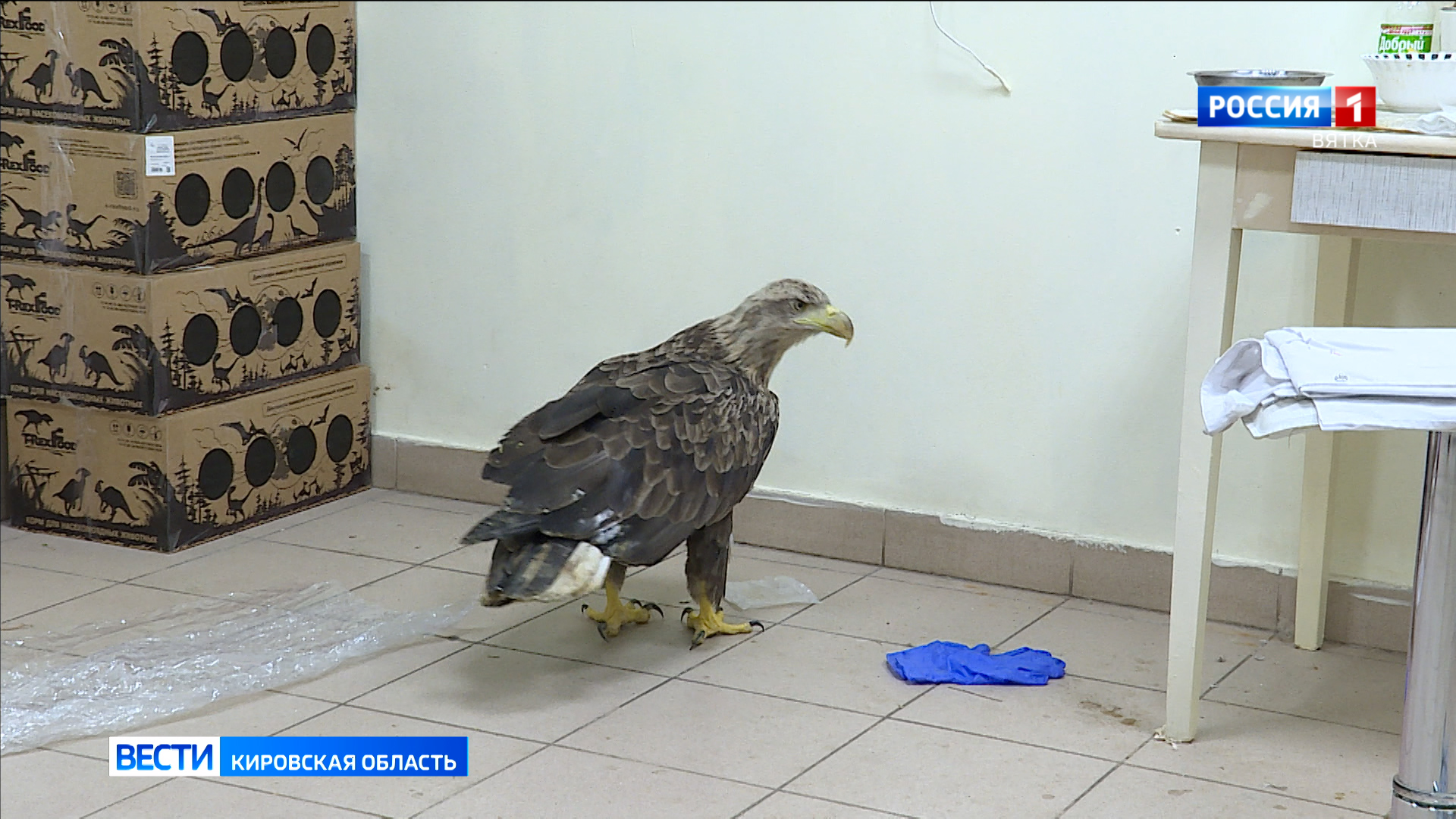 «Большое гнездо» просит кировских рыбаков помочь прокормить орлана