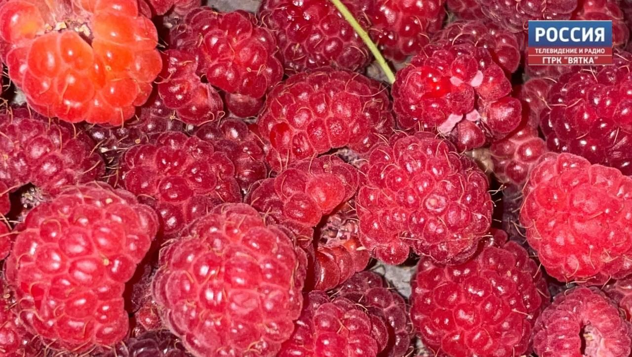 В Малмыжском районе выращивают малину и смородину в масштабах промышленности