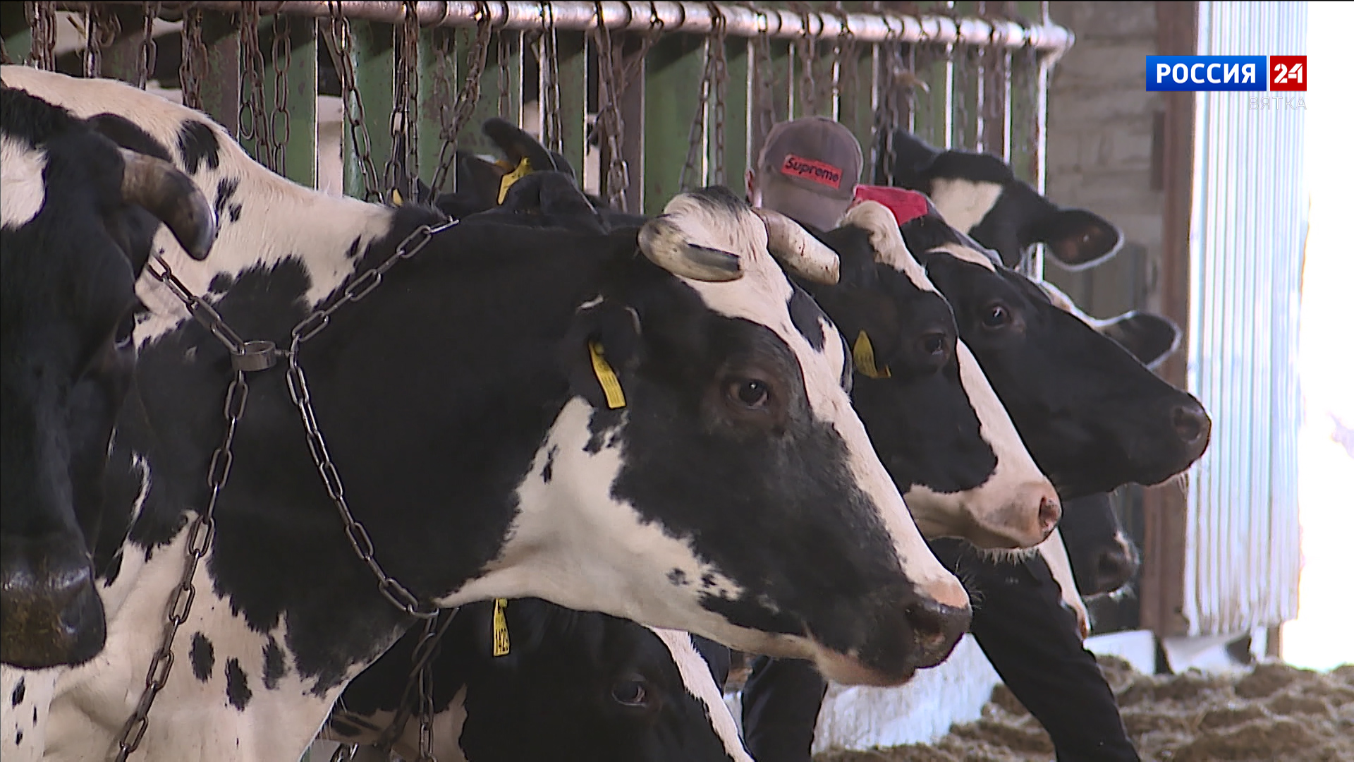 Кировские производители молока вошли в национальную десятку лидеров