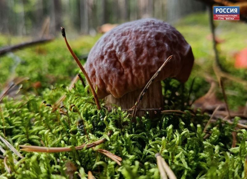 16 тонн белых грибов впервые экспортировано из Кировской области