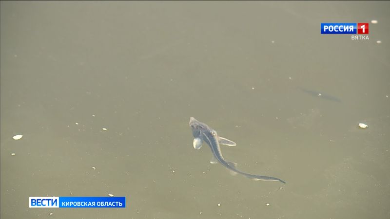 В Вятку выпустили 1 тыс. мальков стерляди