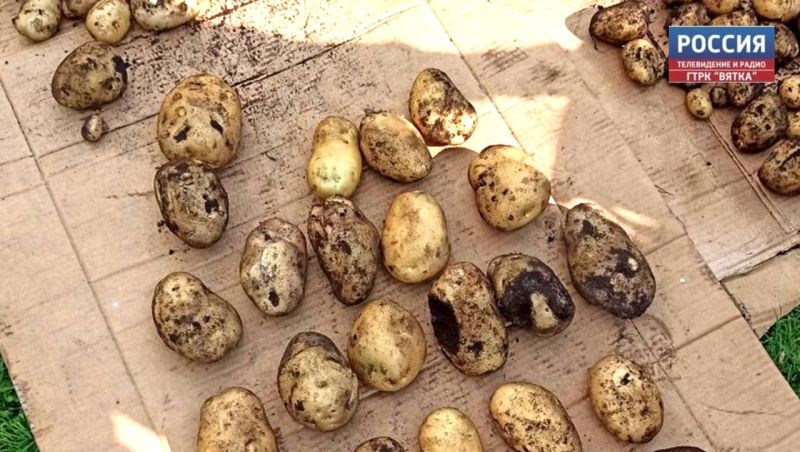 В Кировской области появится линия фасовки овощей под вакуумом