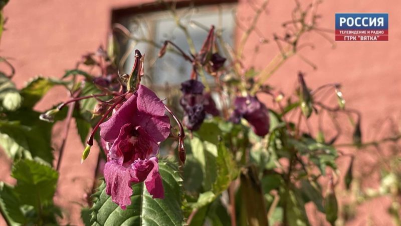 В понедельник в Кирове потеплеет до  15