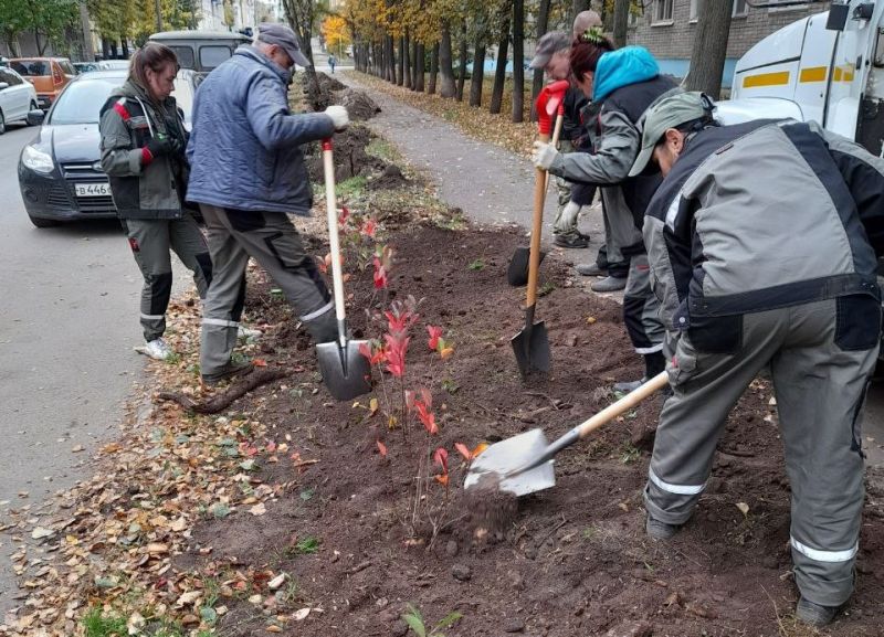 В Кирове проводят осеннее озеленение общественных территорий