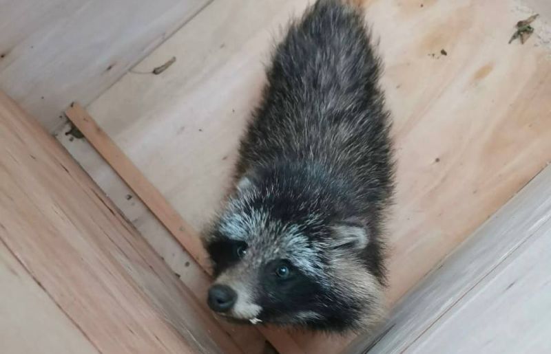 В Кирове поймали енотовидную собаку